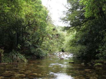Rapurapu Kauri Track