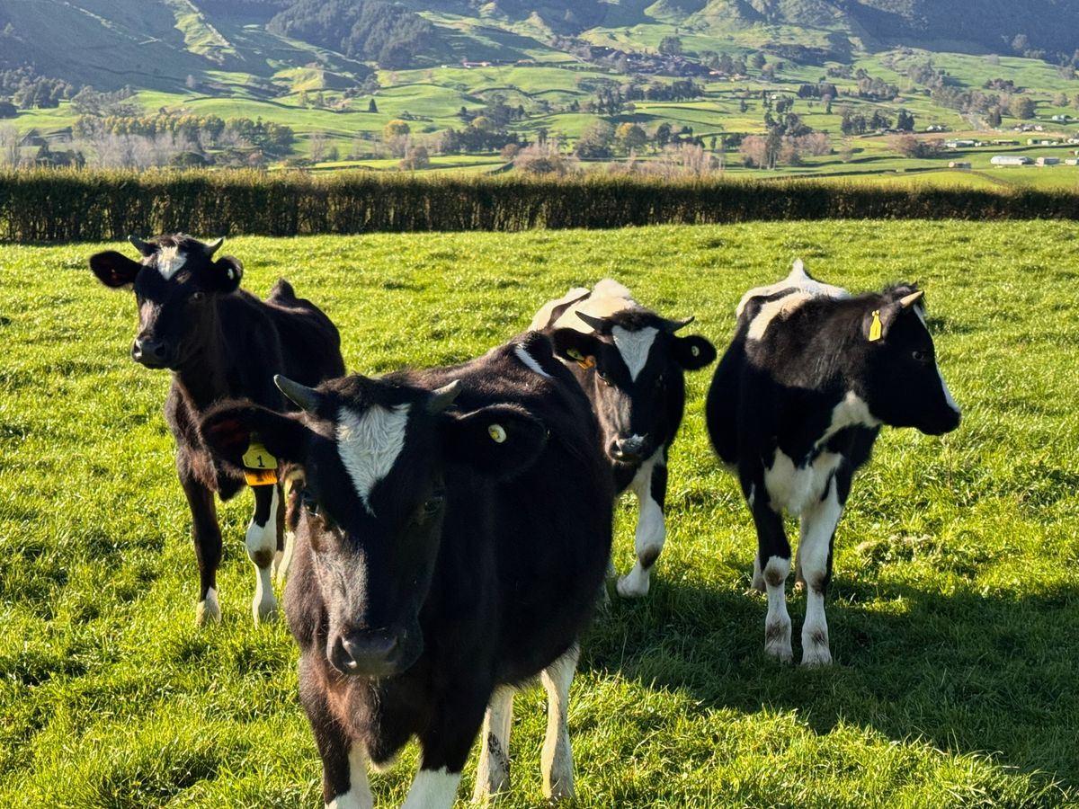 Accommodation in Matamata