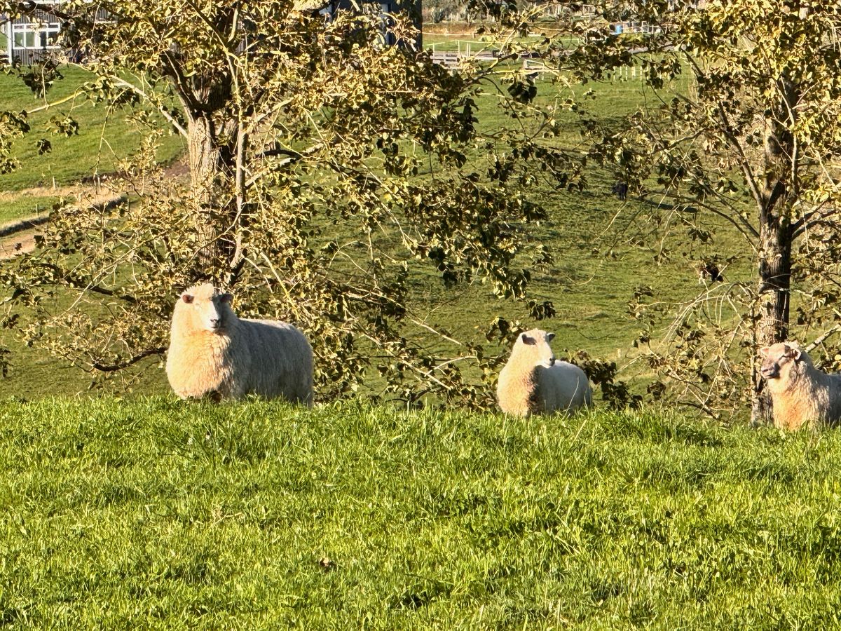 Matamata farmstay accommodation